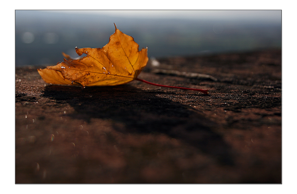 Herbstleuchten