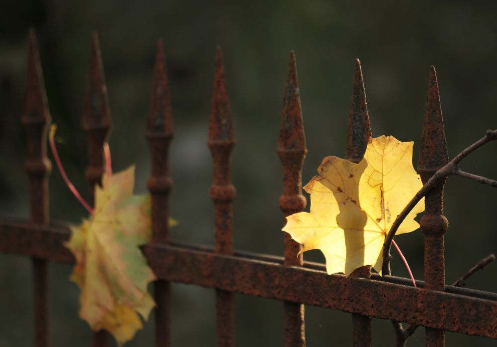 Herbstleuchten