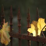 Herbstleuchten