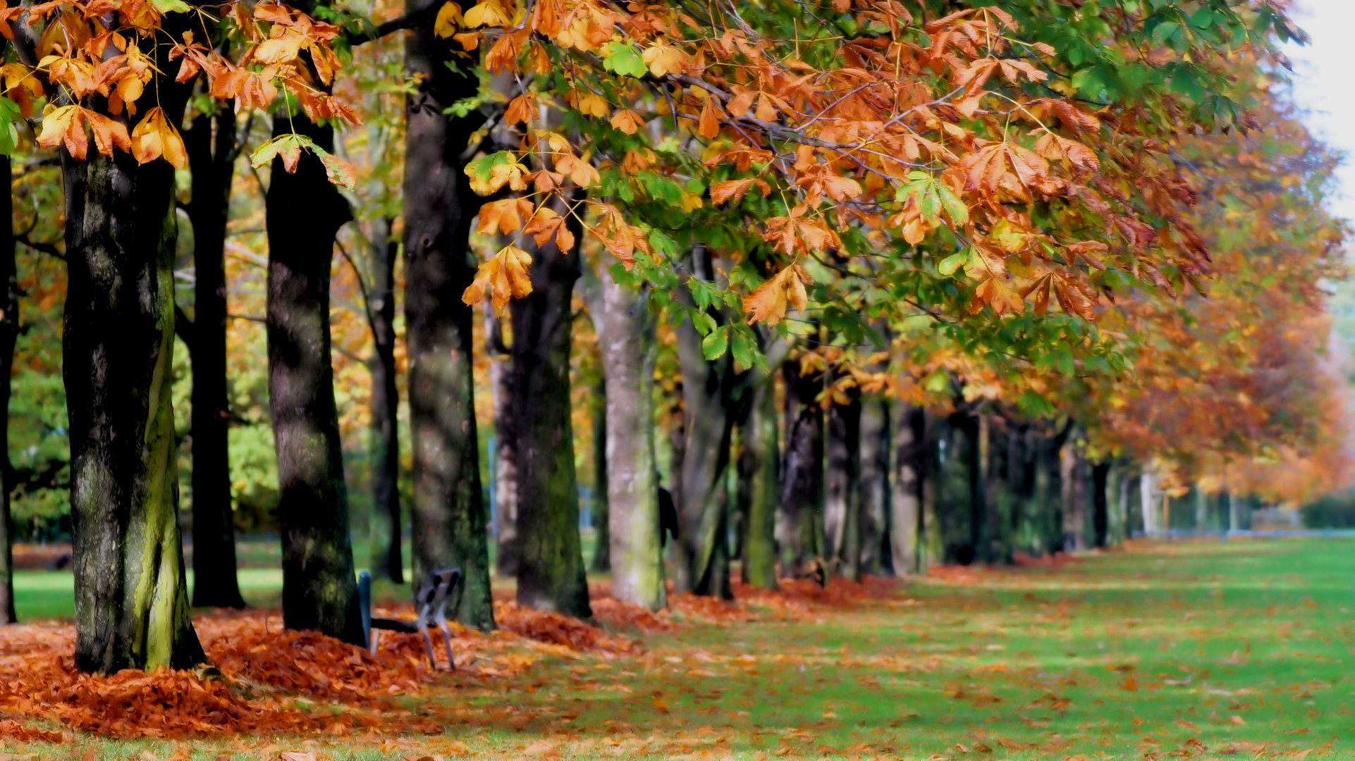 Herbstleuchten  ...