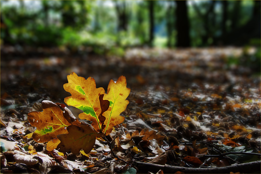 Herbstleuchten