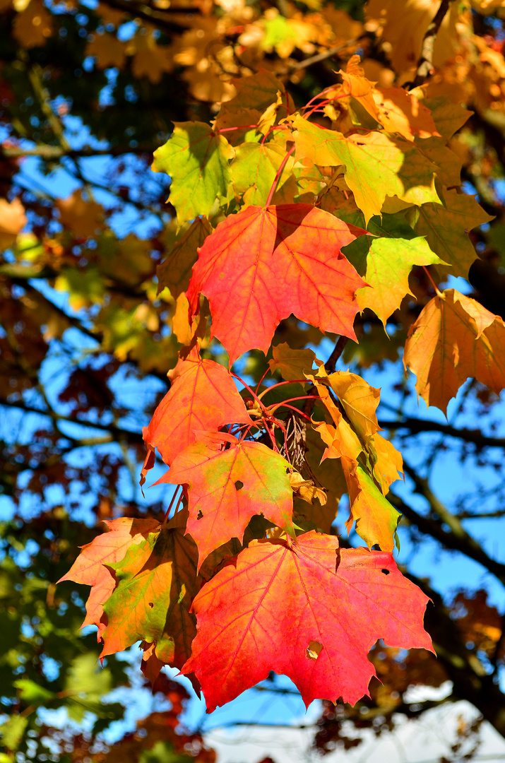 herbstleuchten