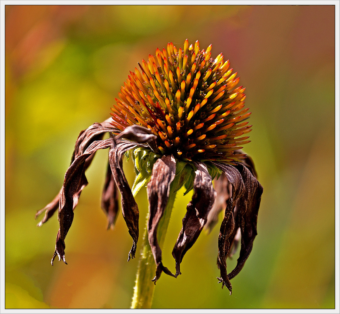 Herbstleuchten I