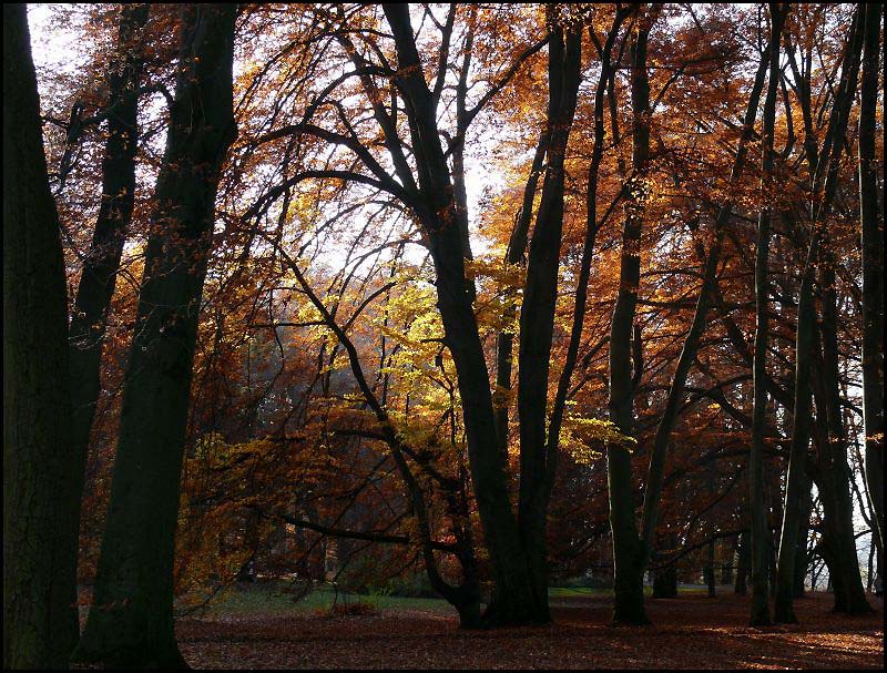 Herbstleuchten II