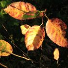 "Herbstleuchten"... - II -