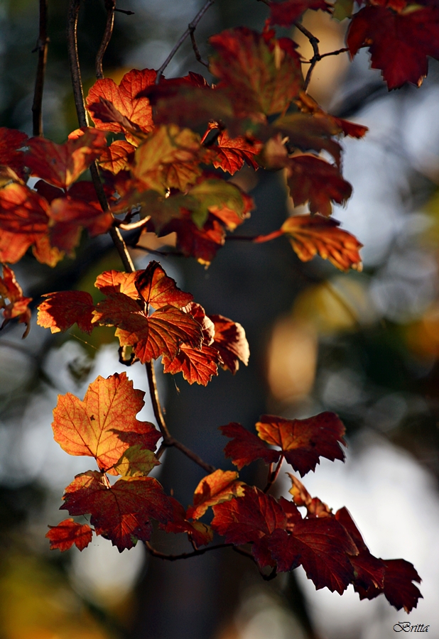 Herbstleuchten II