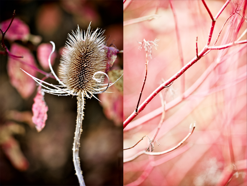 Herbstleuchten II