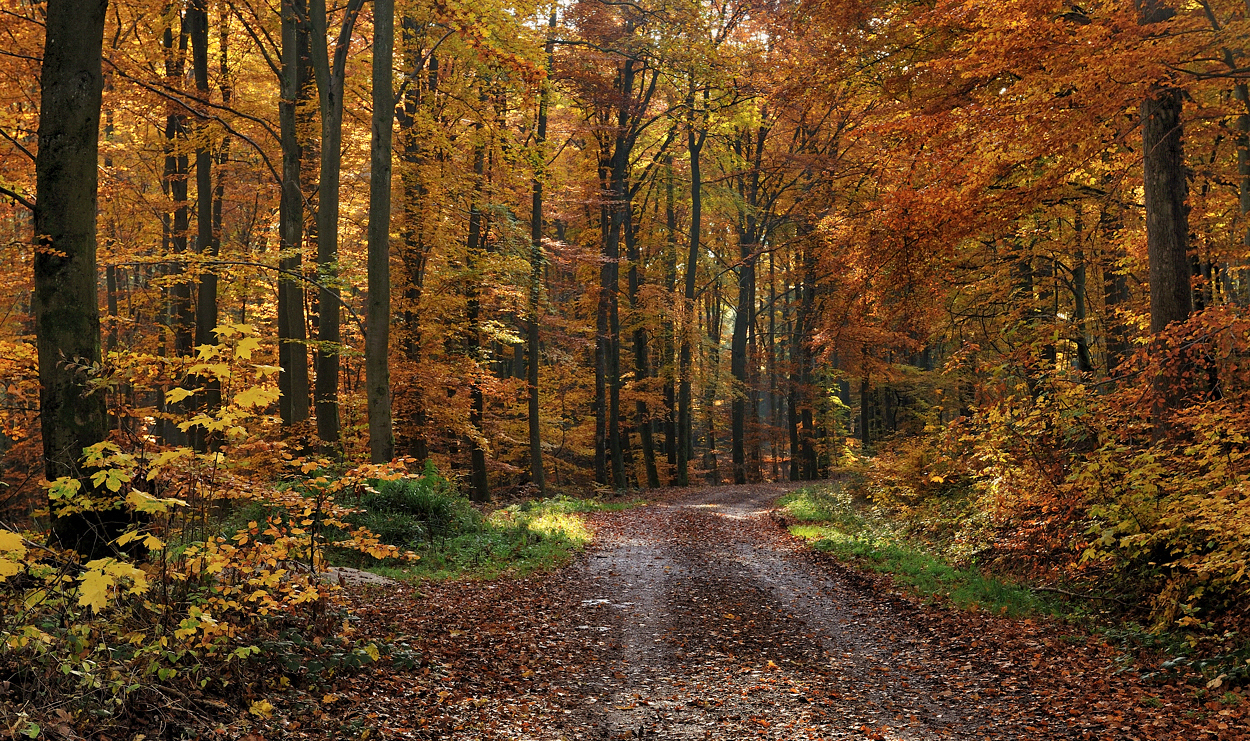 *Herbstleuchten III*