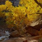 Herbstleuchten im Canyon