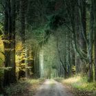 Herbstleuchten im Düsterwald