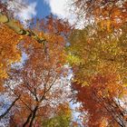 *Herbstleuchten im Meulenwald*