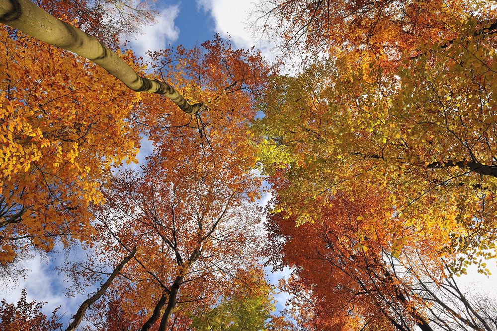 *Herbstleuchten im Meulenwald*