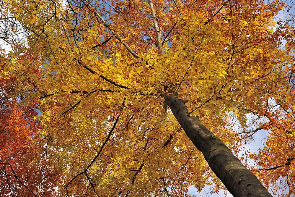 *Herbstleuchten im Meulenwald II*