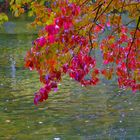 Herbstleuchten im Park