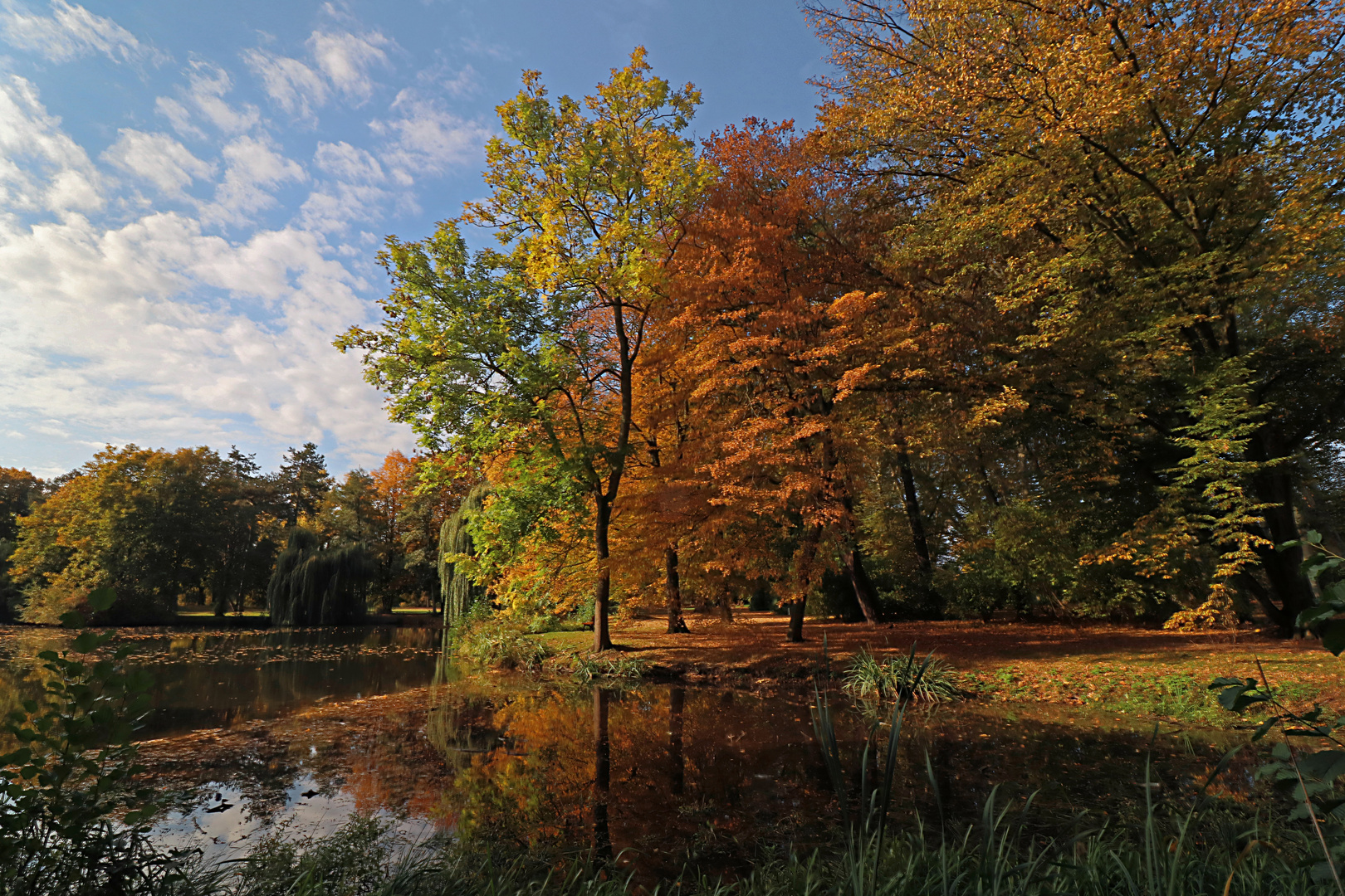 Herbstleuchten im Park