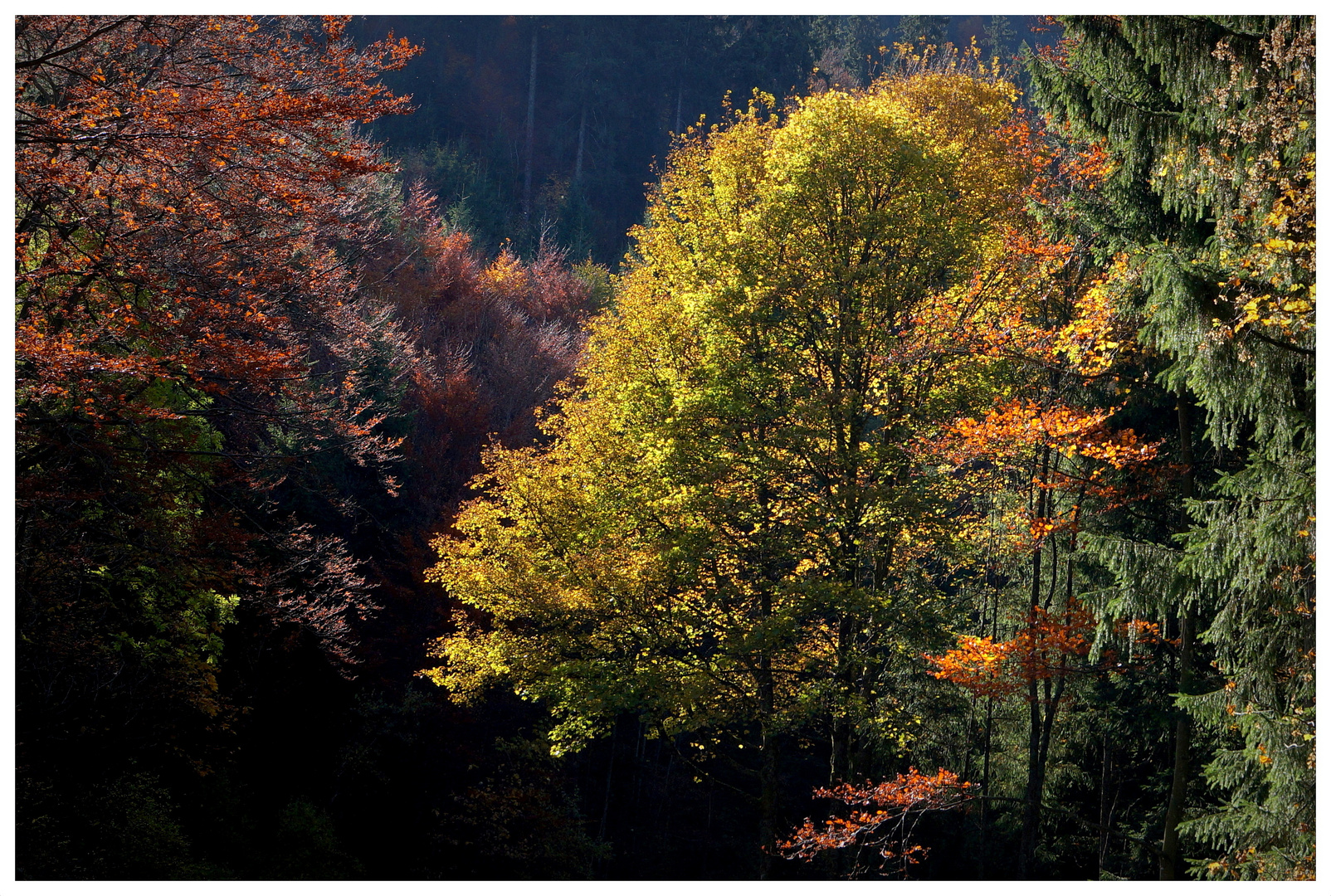 Herbstleuchten im Schwarz(en)wald