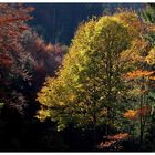 Herbstleuchten im Schwarz(en)wald