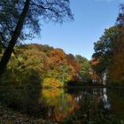 Herbstleuchten im Wald