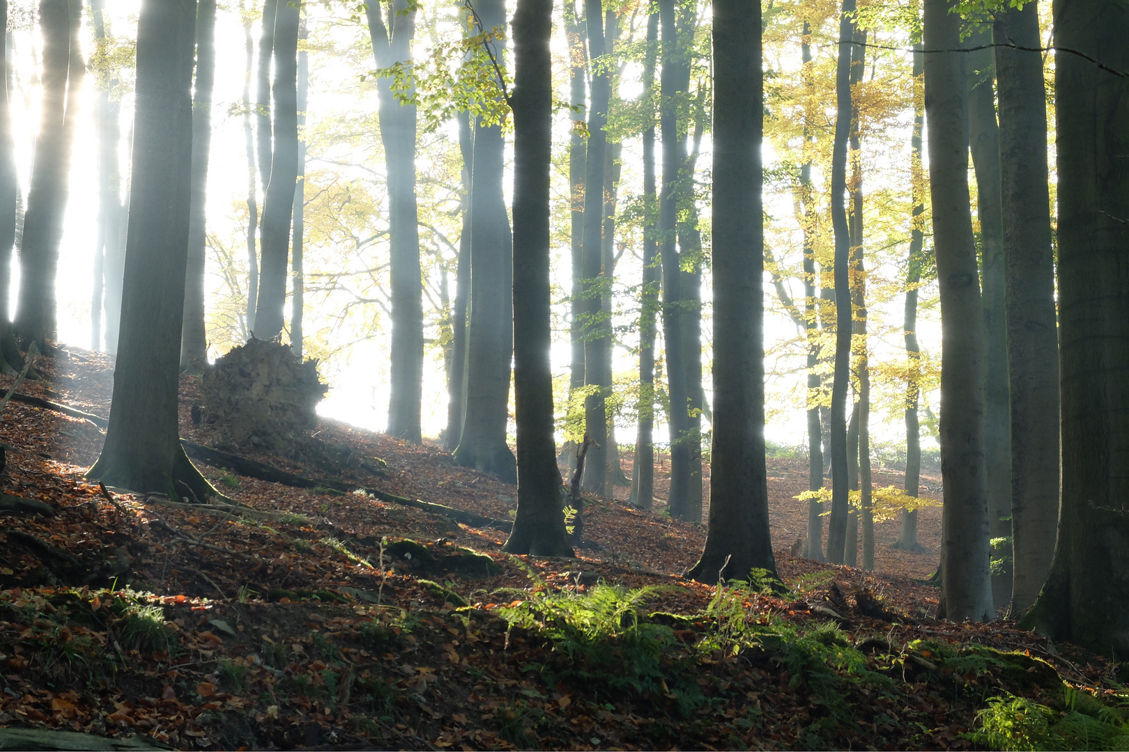 Herbstleuchten im Wald