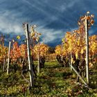 Herbstleuchten im Weinberg 