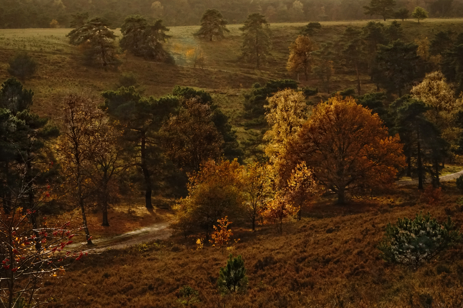 Herbstleuchten in der Brunssumer Heide