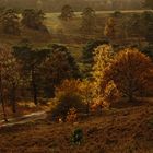 Herbstleuchten in der Brunssumer Heide