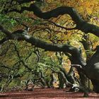 herbstleuchten in der süntelbuchenallee