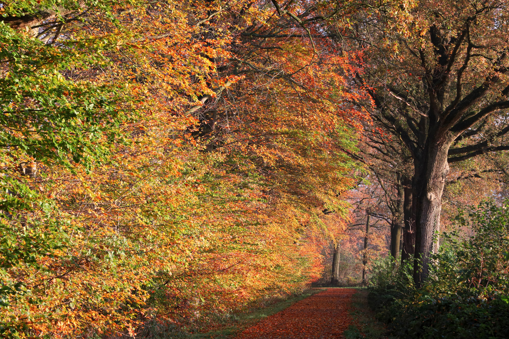 Herbstleuchten - jetzt heisst es 1 Jahr drauf warten