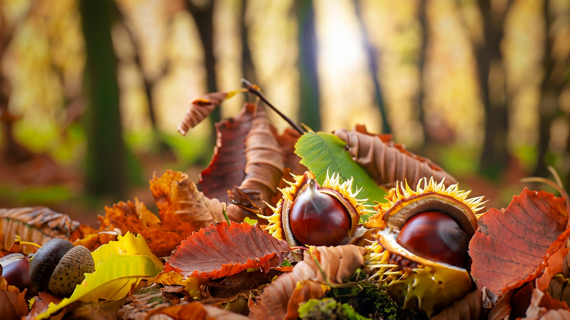 Herbstleuchten - KI