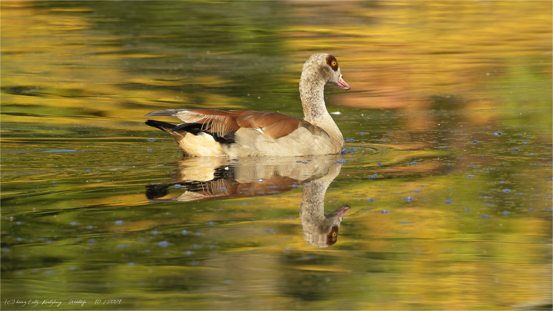  Herbstleuchten  mit  Nilgans 