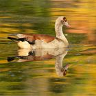  Herbstleuchten  mit  Nilgans 