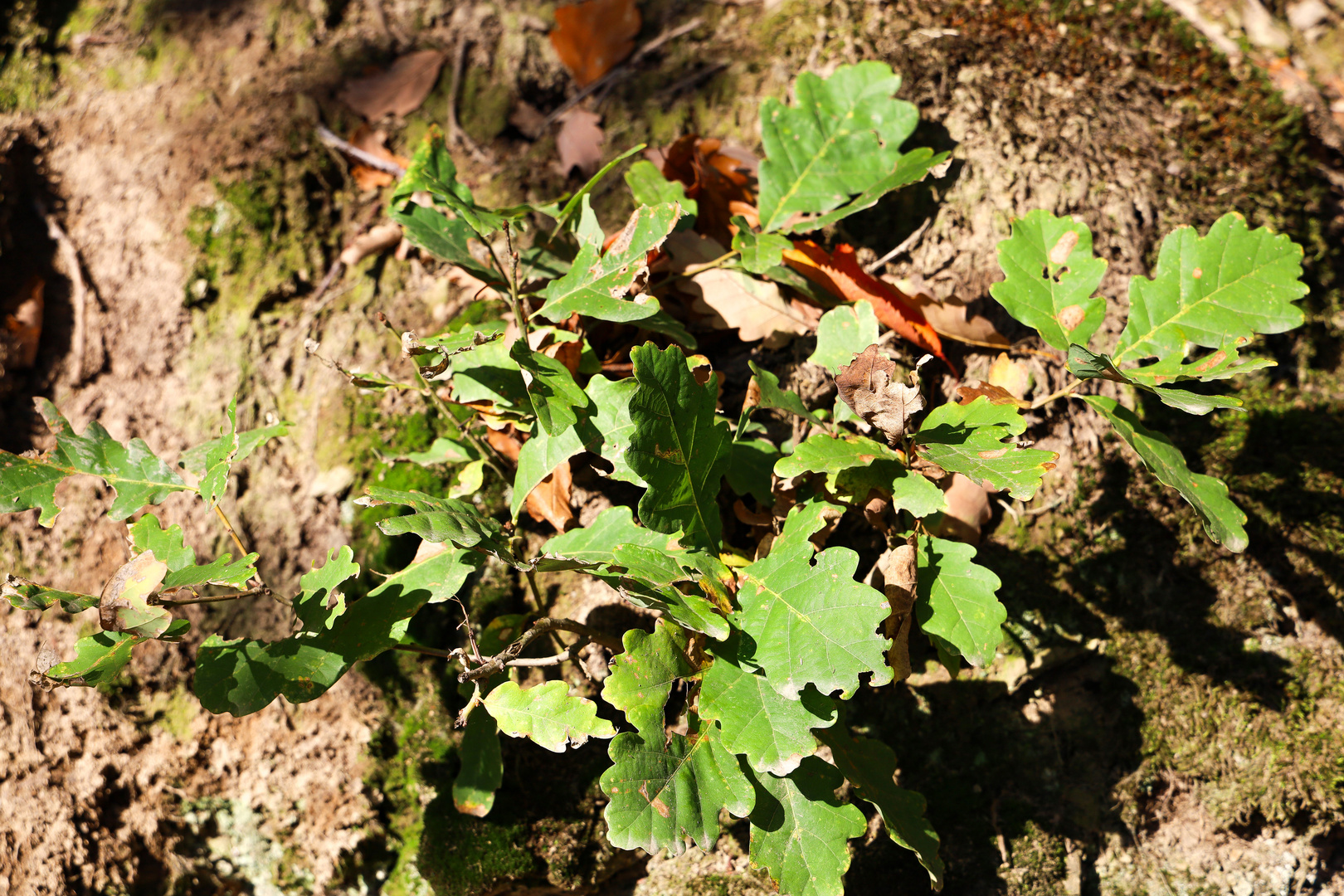 Herbstleuchten - MITMACHAKTION/Challenge 2