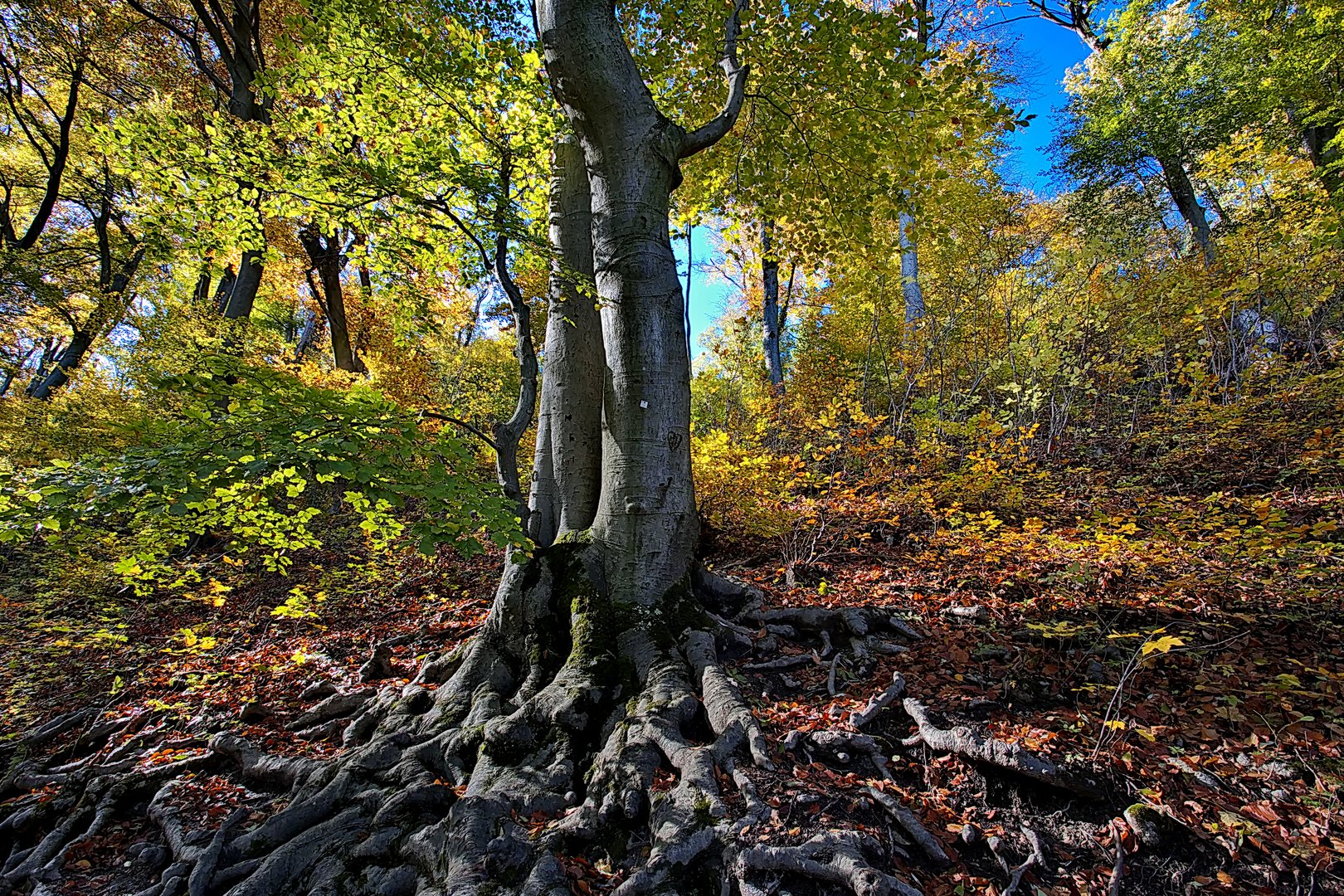 Herbstleuchten über imposanten Wurzeln