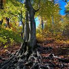 Herbstleuchten über imposanten Wurzeln