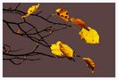 Herbstleuchten ( überarbeitete Version) von Ristl Manfred 