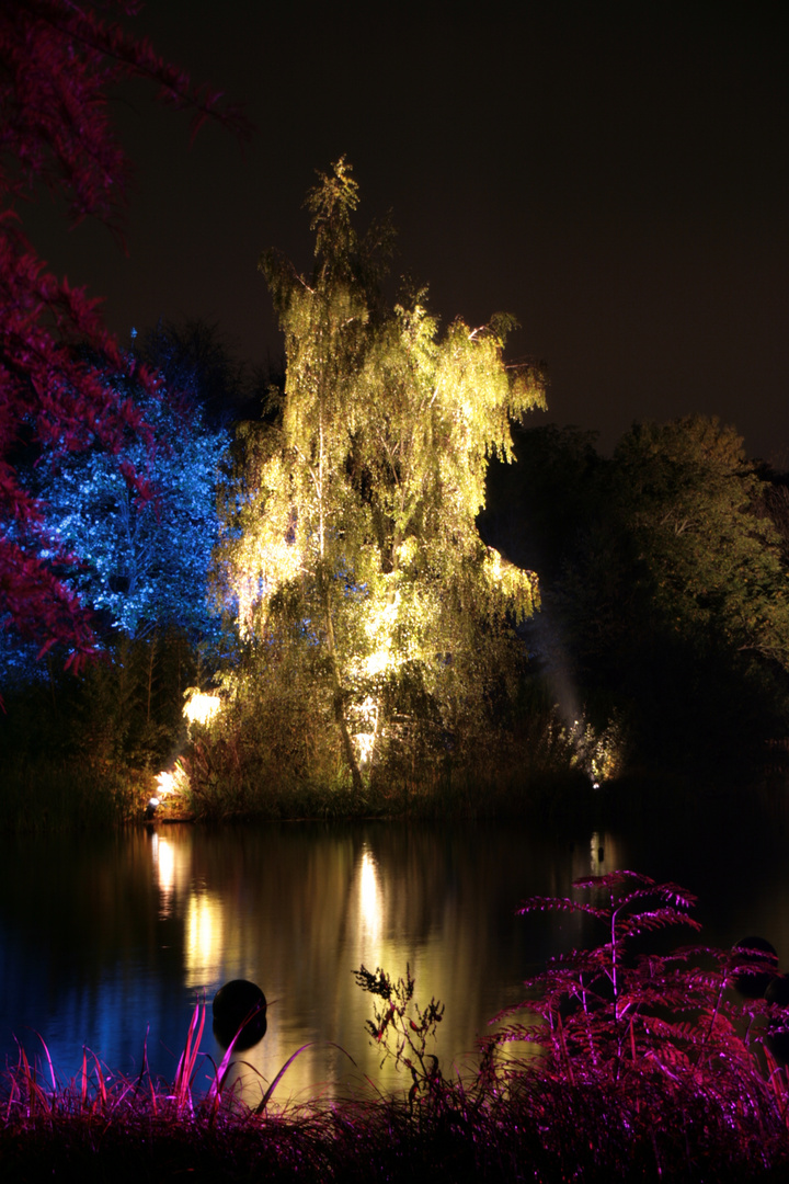 Herbstleuchten V