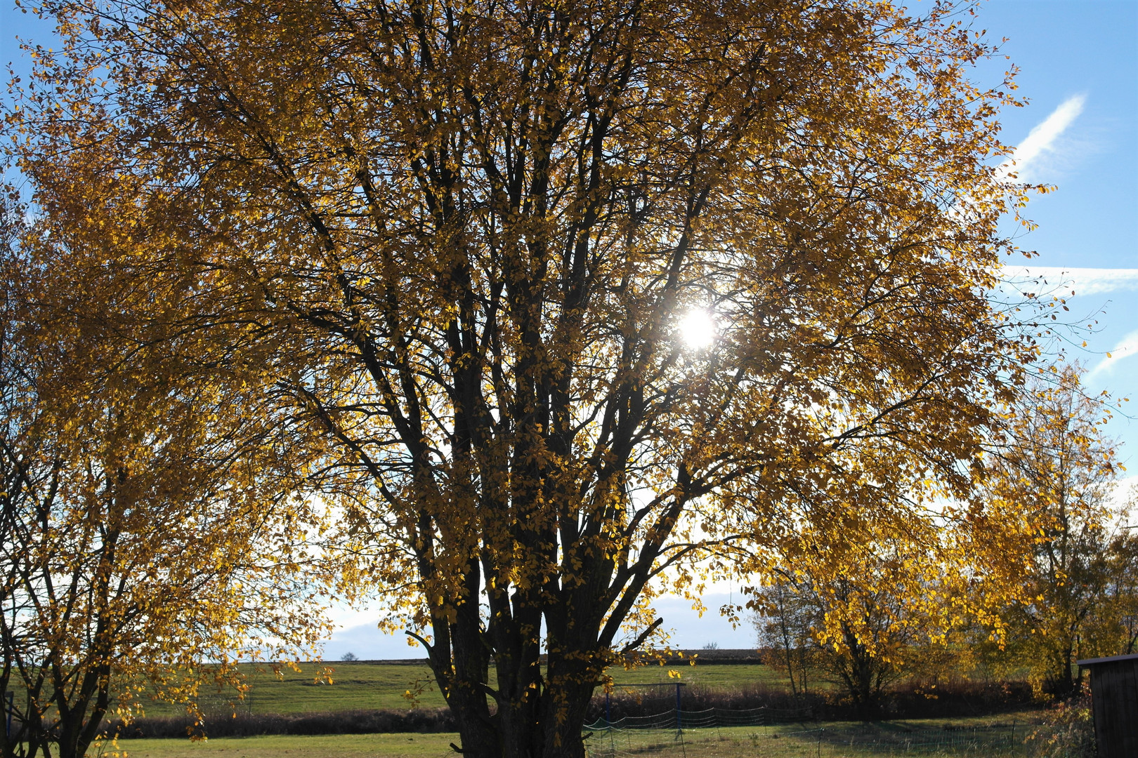 Herbstleuchten zur Mittagszeit am 12.11.18