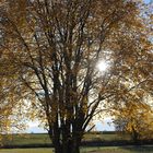 Herbstleuchten zur Mittagszeit am 12.11.18