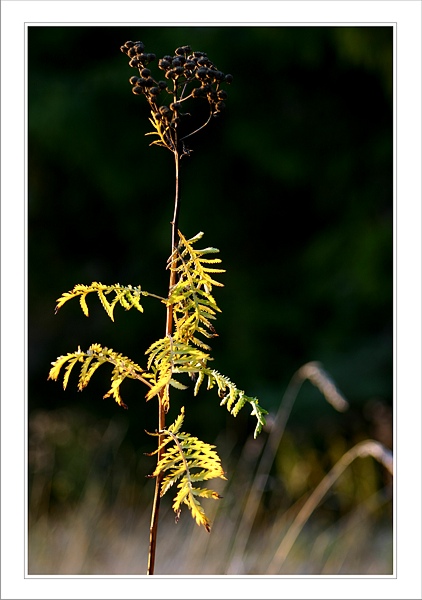 Herbstleuchten2