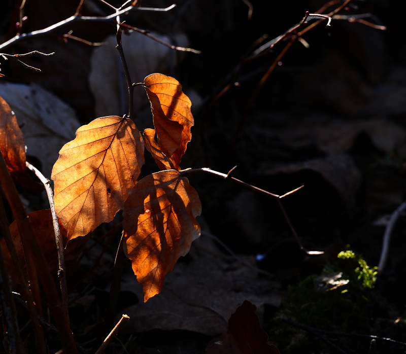 herbstleuchten......frühlingsstrahlen