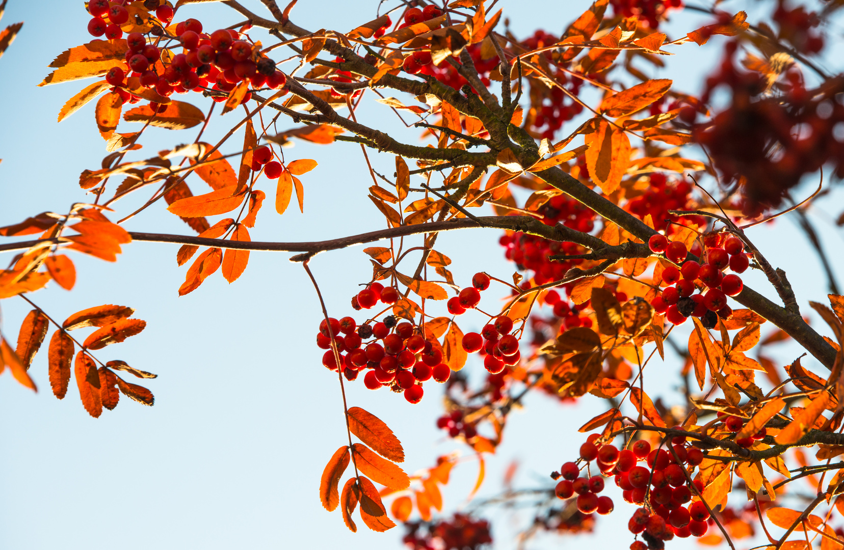 Herbstleuchten.jpg-1410