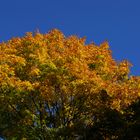 HerbstleuchtenWien_2018