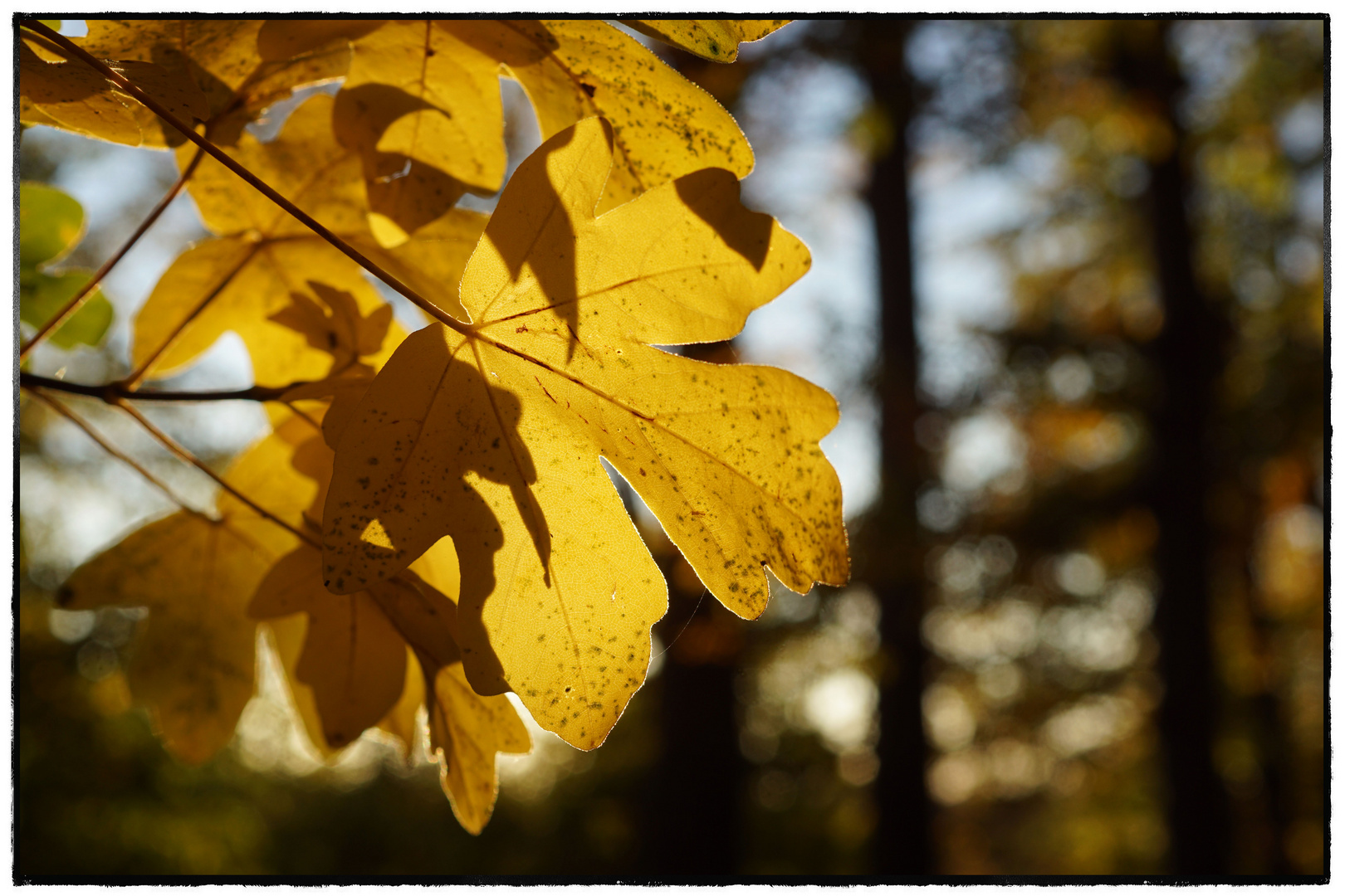 herbstleuchten.zauberwald