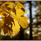 herbstleuchten.zauberwald