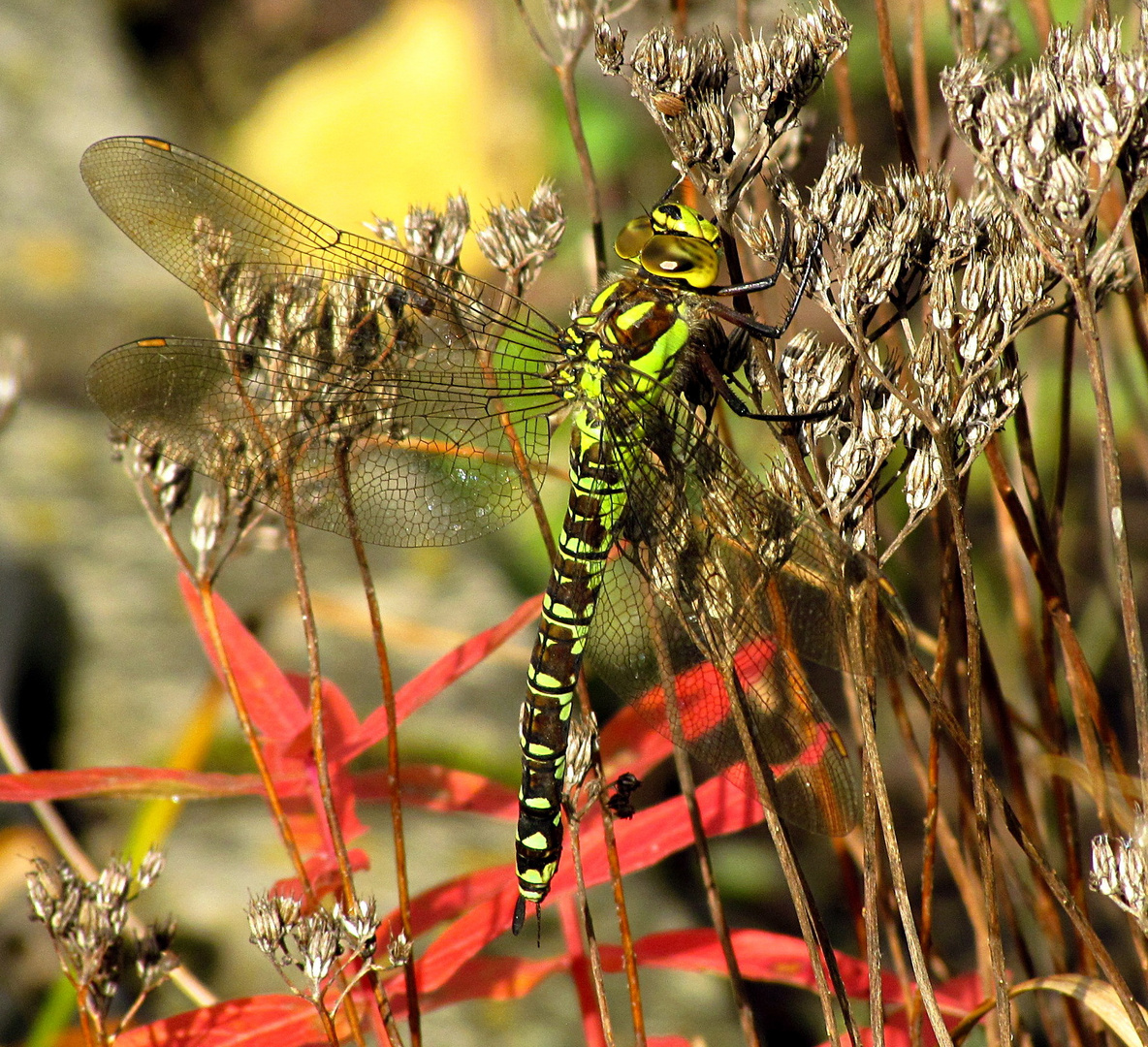 --- Herbstleuten ---