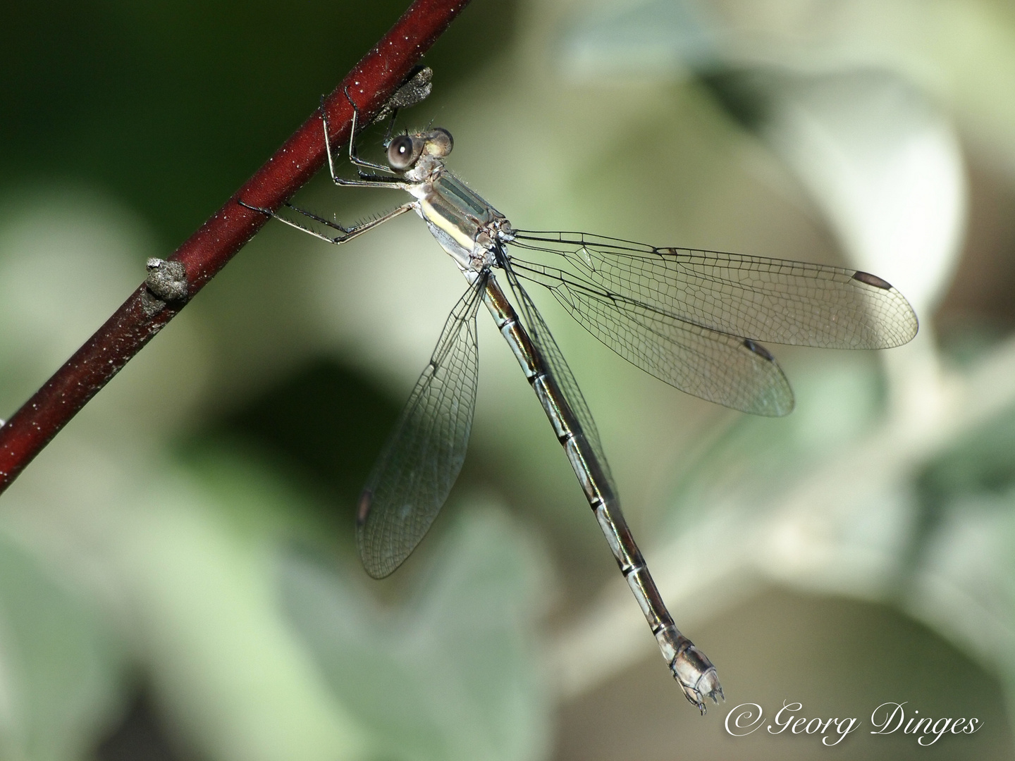 Herbstlibelle 27-9-13  Archilestes grandis