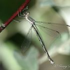 Herbstlibelle 27-9-13  Archilestes grandis