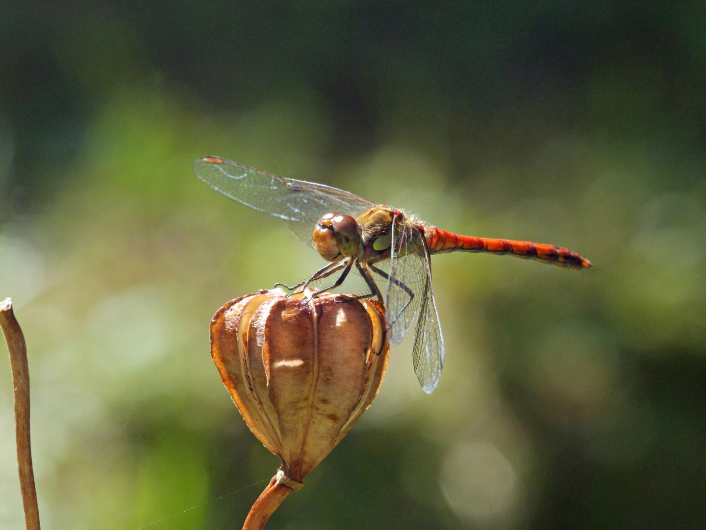 Herbstlibelle