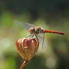 Herbstlibelle