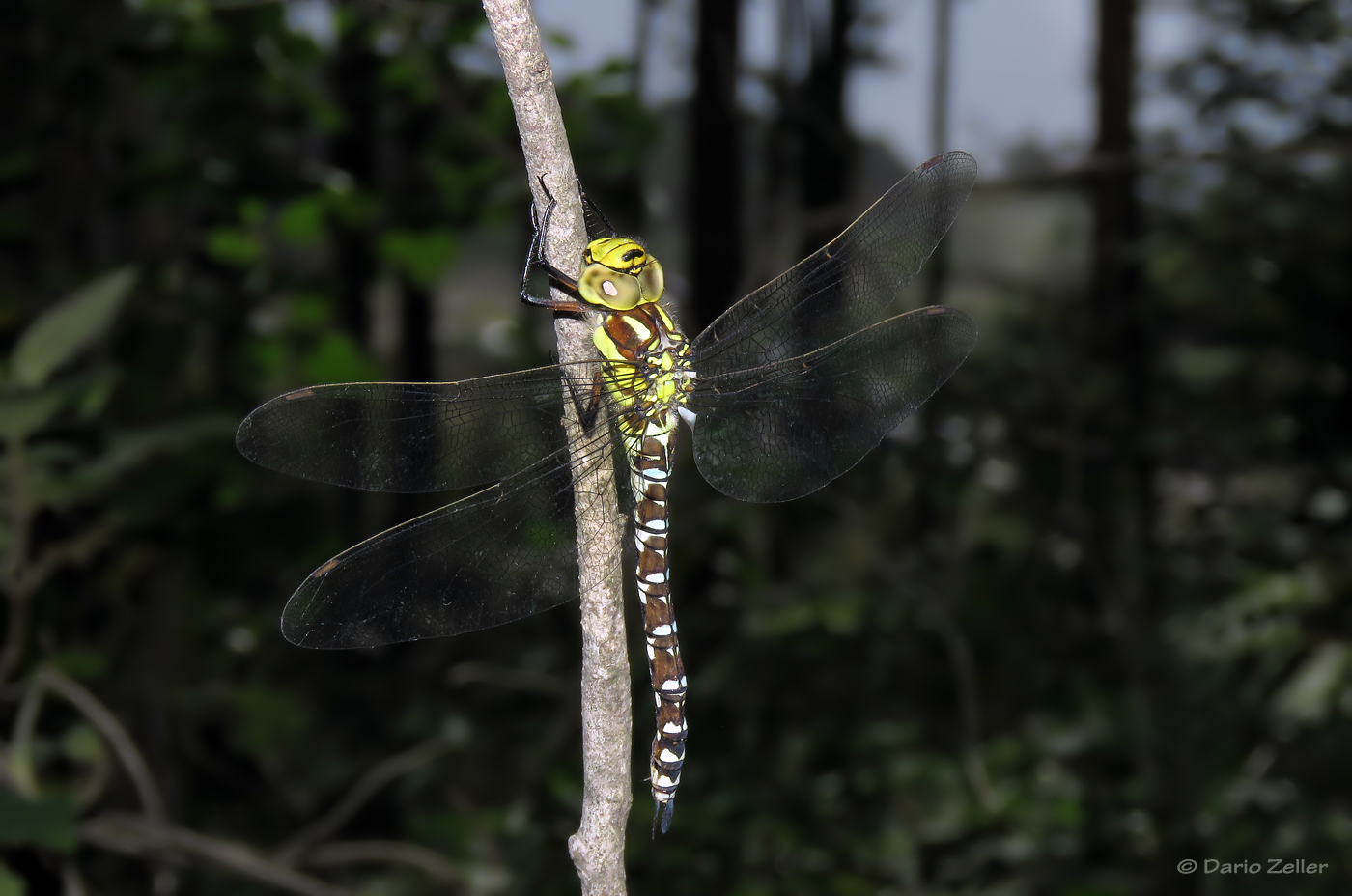 Herbstlibelle